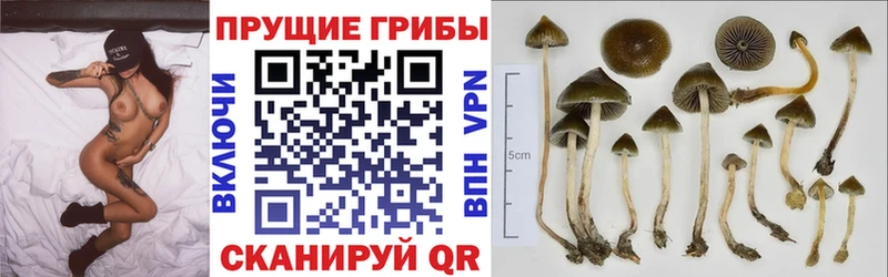 Псилоцибиновые грибы Psilocybe blacksprut как войти Майский